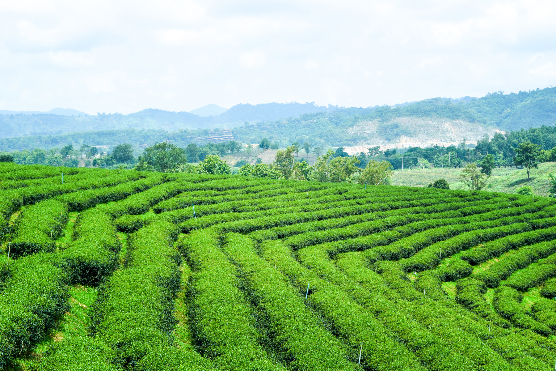 Green Tea Plantation 